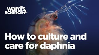 Caring and Culturing for Daphnia [upl. by Ardnued600]