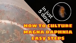 How to Culture Magna Daphnia Easily [upl. by Nahtan]