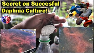 How to Culture Daphnia Successfully [upl. by Engud]