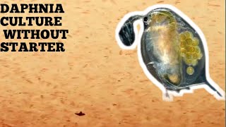 HOW TO CULTURE DAPHNIA NATURALLY WITHOUT A STARTER [upl. by Aicenert688]