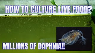 How to Culture Daphnia Secret Method to Breed MILLIONS  Simply Aquatic [upl. by Derinna]