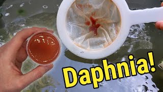 How I Culture Daphnia In Outdoor Tubs [upl. by Nryhtak]