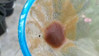 How to culture daphnia moina in a small container Part 1 English Subtitle [upl. by Adnahcir]