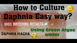 Daphnia MagnaHow to Culture Daphnia Easy wayCulturing Daphnia using Green water Daphnia [upl. by Nudd]