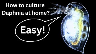 BEST Live Fish Food Beginner guide How to Culture Daphnia at home [upl. by Nuyh]