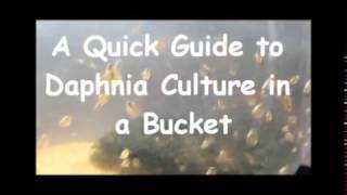 How to culture daphnia outside [upl. by O'Kelly]