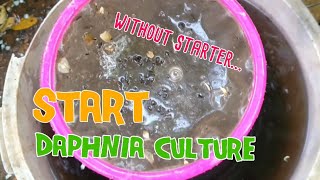 How to culture daphnia moina the easy way 1  Starting the Daphnia culture [upl. by Budding264]