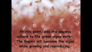 Daphnia  How to grow daphnia in your home [upl. by Belshin]