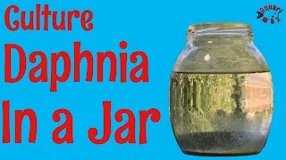 How to Culture Daphnia in a Jar [upl. by Emmery]