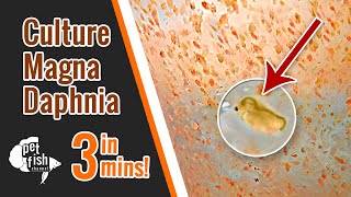 How to culture DAPHNIA MAGNA  The easy way [upl. by Amice]