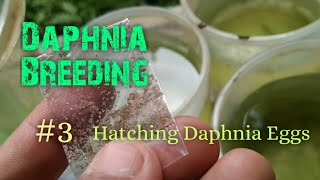 Daphnia Culture made simple and easy 3  Hatching Daphnia eggs [upl. by Yrem705]