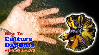 How to Culture Daphnia with ZERO Cost  Unlimited Live Food For Our Fish [upl. by Harwilll]