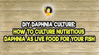 DIY Daphnia Culture How to Culture Nutritious Daphnia as Live Food for Your Fish [upl. by Acira738]