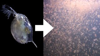 How I Culture Daphnia [upl. by Callery]