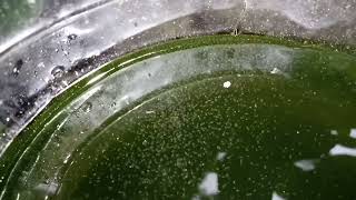 DAPHNIA MOINA CULTURE IN A SMALL BUCKET [upl. by Tebazile111]