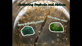 How To Culture Daphnia and Moinas using Green Water Spirulina powder [upl. by Petr]