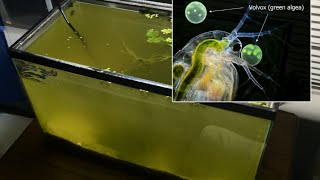 Raising Daphnia for the Freshwater Aquarium [upl. by Nospmis]