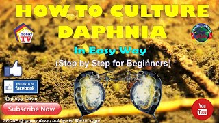 HOW TO CULTURE DAPHNIA In Easy Way [upl. by Hands436]